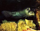 Mediterranean Seal – Akdeniz Foku